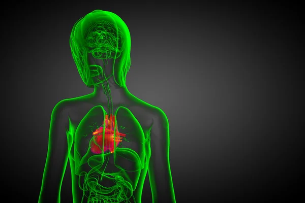 3d reso illustrazione medica di un cuore umano — Foto Stock