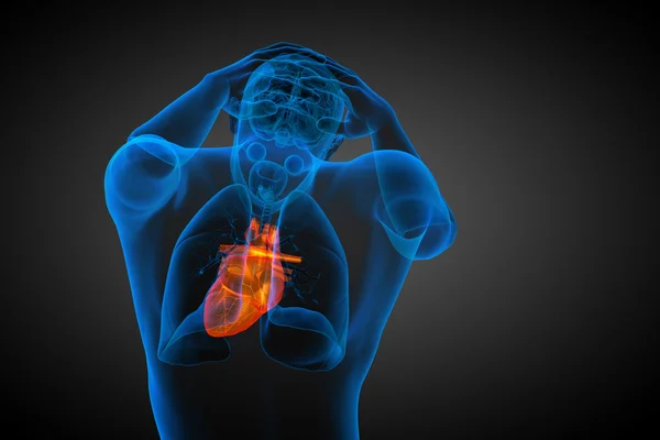 3D renderowane ilustracja medyczny ludzkiego serca — Zdjęcie stockowe