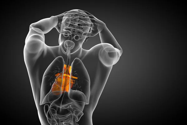 3d reso illustrazione medica di un cuore umano — Foto Stock