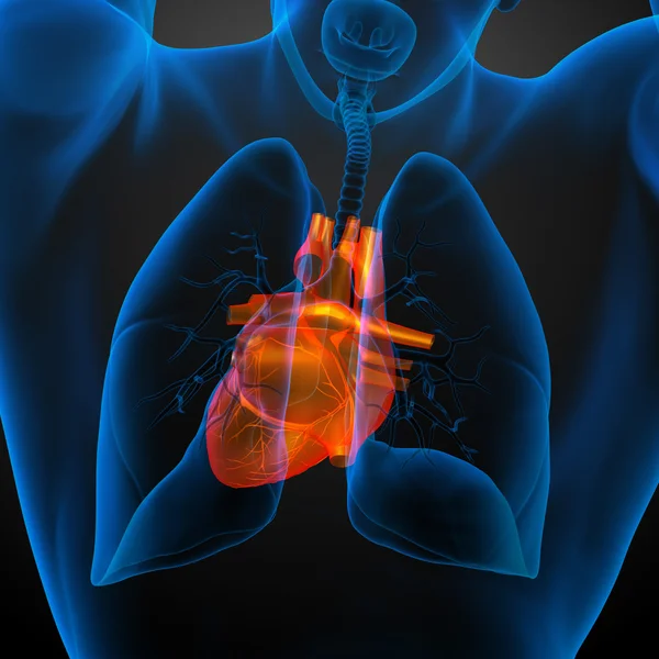 3d rendu illustration médicale d'un cœur humain — Photo