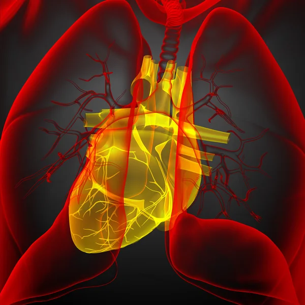 3d ilustrație medicală a unei inimi umane — Fotografie, imagine de stoc