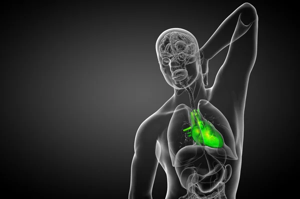 3D τετηγμένα ιατρική απεικόνιση μιας ανθρώπινης καρδιάς — Φωτογραφία Αρχείου