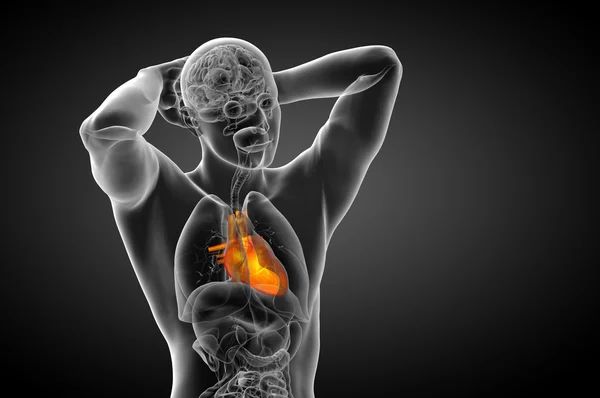 3D τετηγμένα ιατρική απεικόνιση μιας ανθρώπινης καρδιάς — Φωτογραφία Αρχείου
