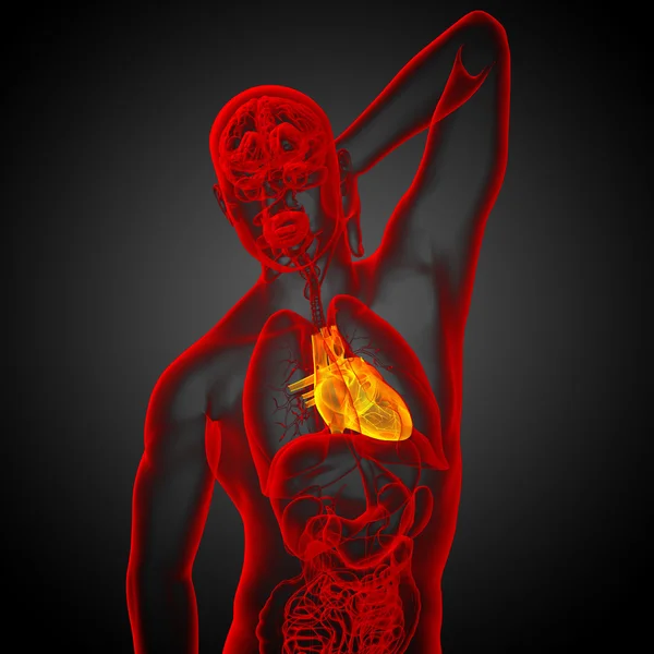 3d rendered medical illustration of a human heart — Stock Photo, Image