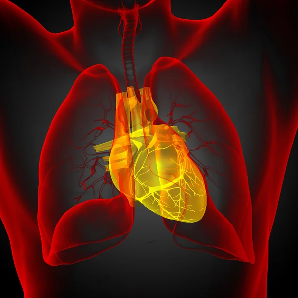 인간의 심장의 3 차원 렌더링된 의료 일러스트 — 스톡 사진