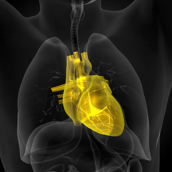 3d reso illustrazione medica di un cuore umano — Foto Stock