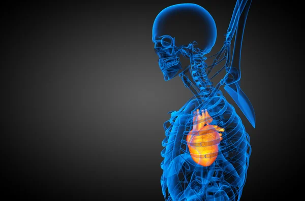 3d gjengitt medisinsk illustrasjon av et menneskehjerte – stockfoto