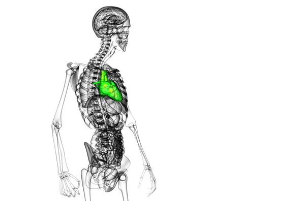 3D gesmolten medische illustratie van een menselijk hart — Stockfoto