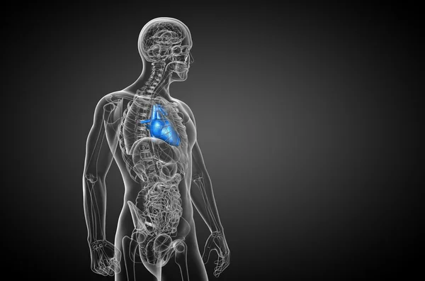 一个人的心的 3d 呈现医疗插图 — 图库照片
