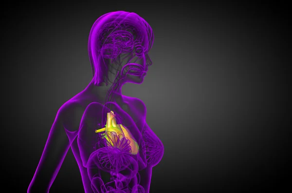 3d memberikan ilustrasi medis dari jantung manusia — Stok Foto