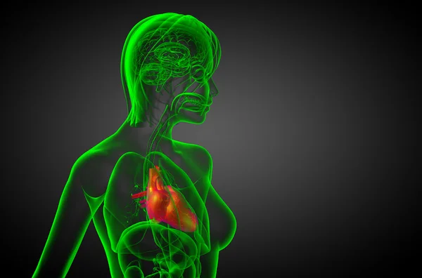 3D gesmolten medische illustratie van een menselijk hart — Stockfoto