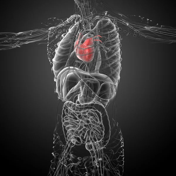 3d hecho ilustración médica de un corazón humano — Foto de Stock