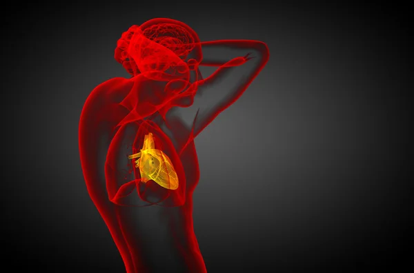 인간의 심장의 3 차원 렌더링된 의료 일러스트 — 스톡 사진