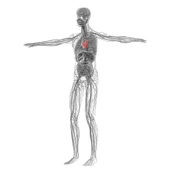 인간의 심장의 3 차원 렌더링된 의료 일러스트 — 스톡 사진