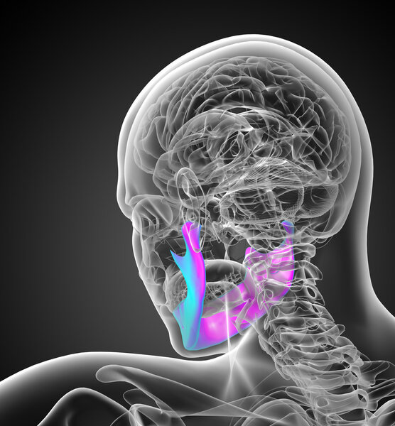 3d rendered illustration of a jaw bone