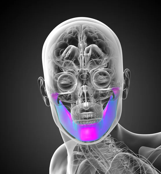 顎の骨の 3 d レンダリングされたイラストレーション — ストック写真