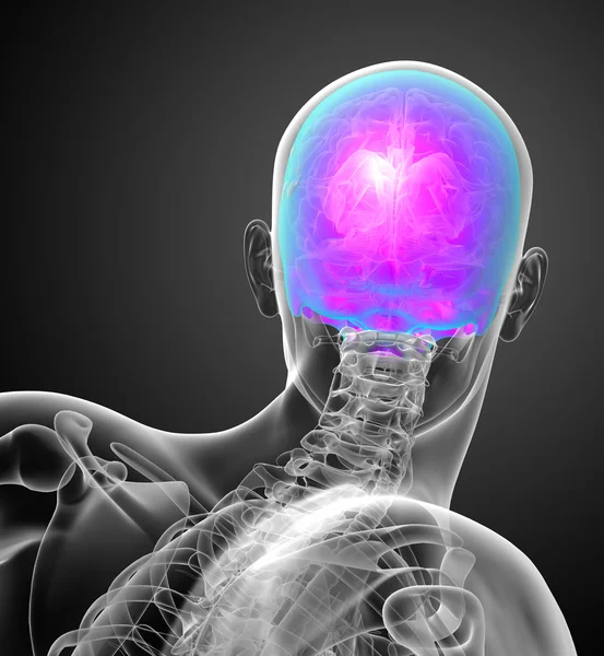 3D render Medikal illüstrasyon üst kafatası