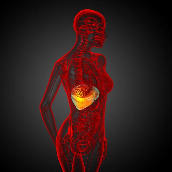 3D render ilustracja medyczny wątroby — Zdjęcie stockowe