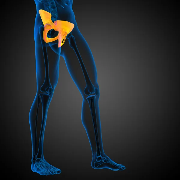 3D lékařské ilustrace kyčelní kosti — Stock fotografie