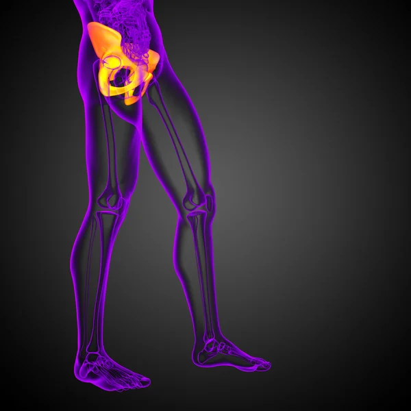 엉덩이 뼈의 3 차원 의료 일러스트 — 스톡 사진