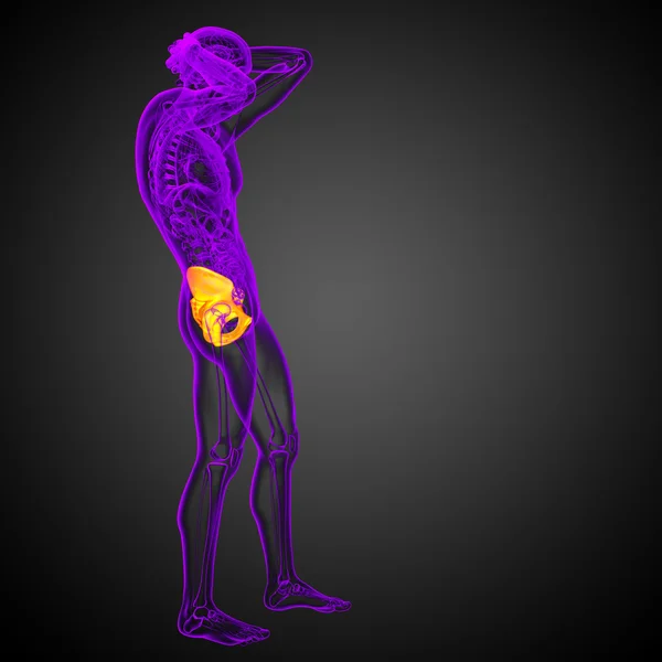 3D ιατρική απεικόνιση των οστών του ισχίου — Φωτογραφία Αρχείου