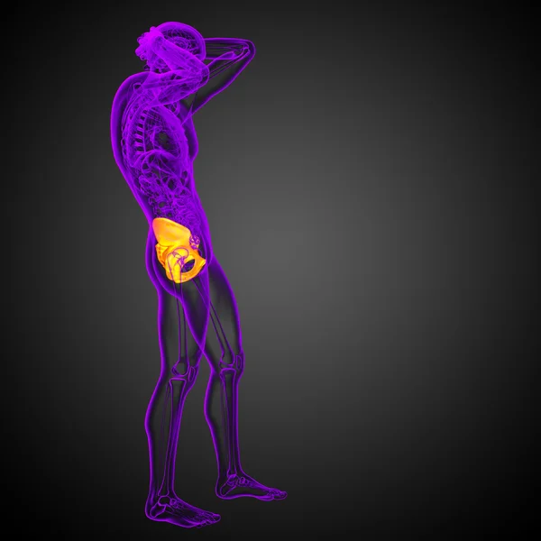 3D medical illustration of the hip bone — Stock Photo, Image