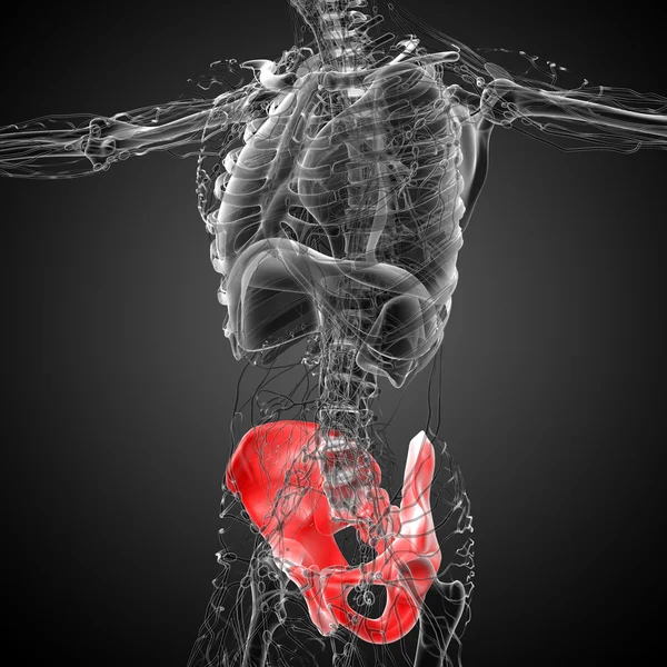 3D medical illustration of the hip bone — Stock Photo, Image