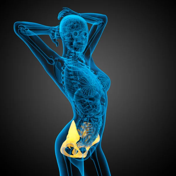 3D medical illustration of the hip bone — Stock Photo, Image