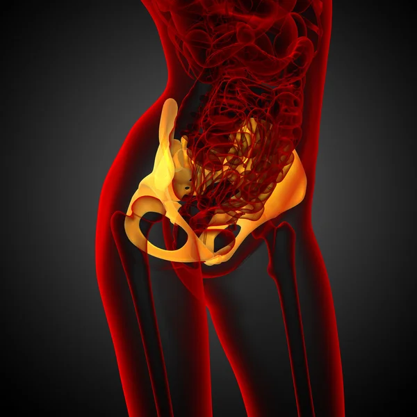 3D medical illustration of the hip bone — Stock Photo, Image