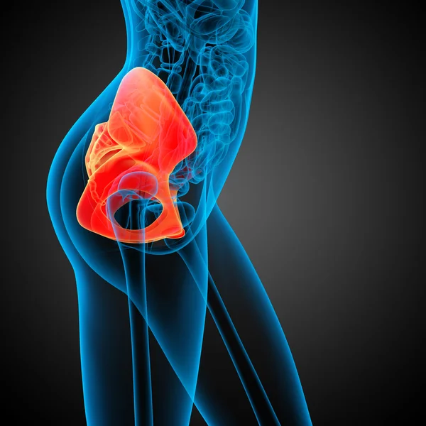3D medical illustration of the hip bone — Stock Photo, Image