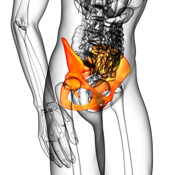 3D medical illustration of the hip bone — Stock Photo, Image