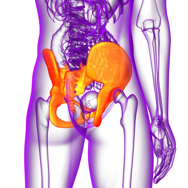 Ilustración médica 3D del hueso de la cadera — Foto de Stock