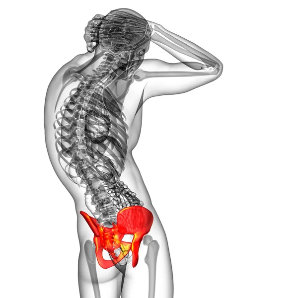 3D medicinsk illustration av höftbenet — Stockfoto