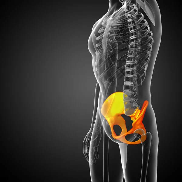 3D medical illustration of the hip bone — Stock Photo, Image