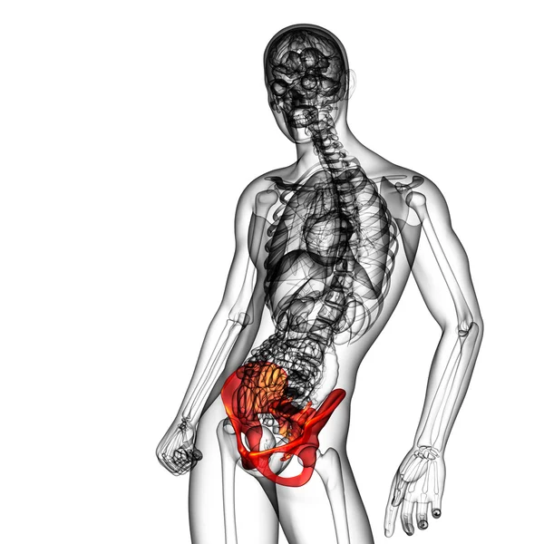 股関節の骨の 3 d 医療イラスト — ストック写真