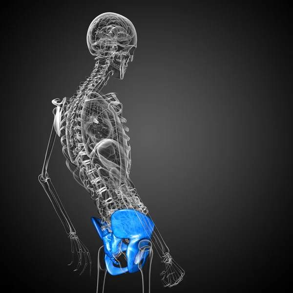 Ilustracja medyczny kości biodrowej — Zdjęcie stockowe