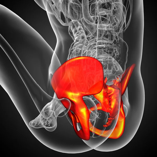 3D medical illustration of the hip bone — Stock Photo, Image