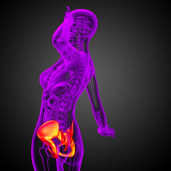 3D medical illustration of the hip bone — Stock Photo, Image