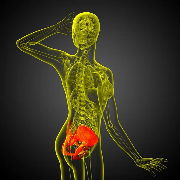 Illustration médicale 3D de l'os de la hanche — Photo