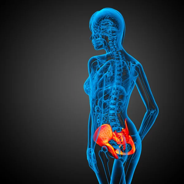 3D medical illustration of the hip bone — Stock Photo, Image