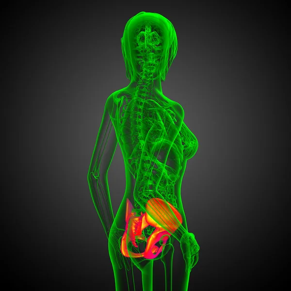 Ilustração médica 3D do osso do quadril — Fotografia de Stock