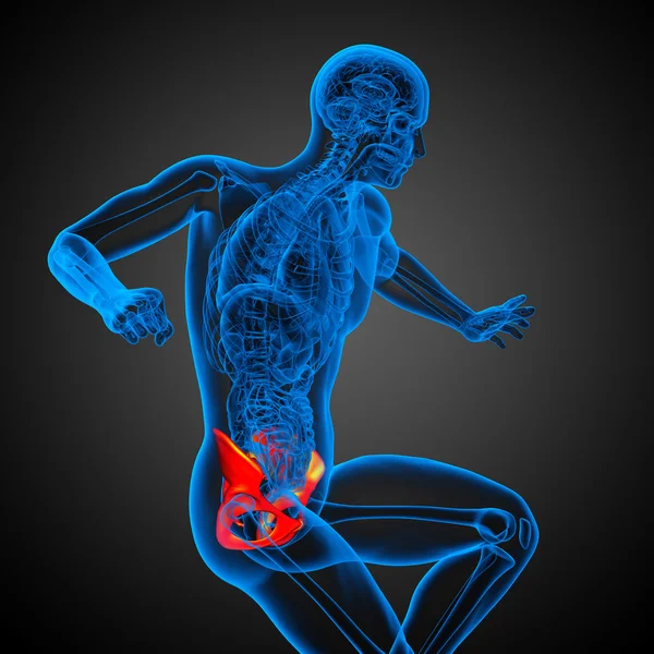 3D medicinsk illustration av höftbenet — Stockfoto