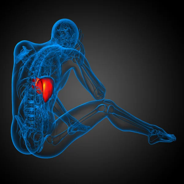 3d gøre medicinsk illustration af leveren - Stock-foto