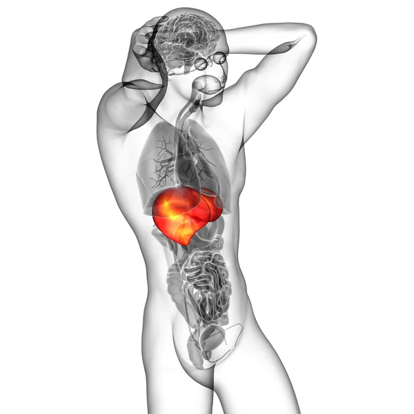 3D göra medicinsk illustration av levern — Stockfoto