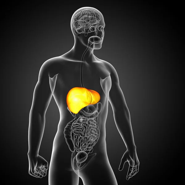 3d 渲染医学插图的肝脏 — 图库照片
