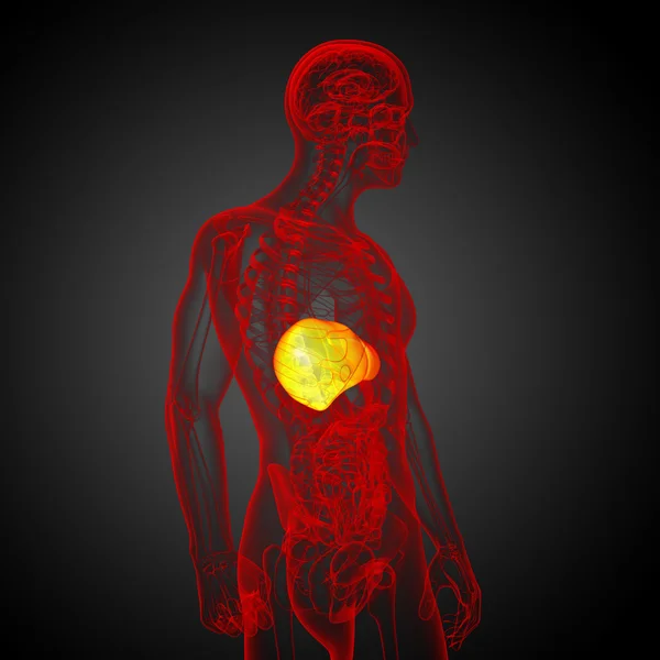 3d рендеринг медицинской иллюстрации печени — стоковое фото