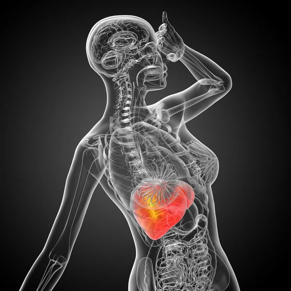 3d rendere illustrazione medica del fegato — Foto Stock