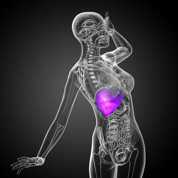 3 डी यकृत वैद्यकीय स्पष्टीकरण देतात — स्टॉक फोटो, इमेज