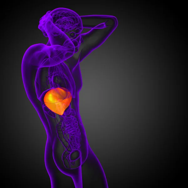肝臓の 3 d レンダリングの医療イラスト — ストック写真