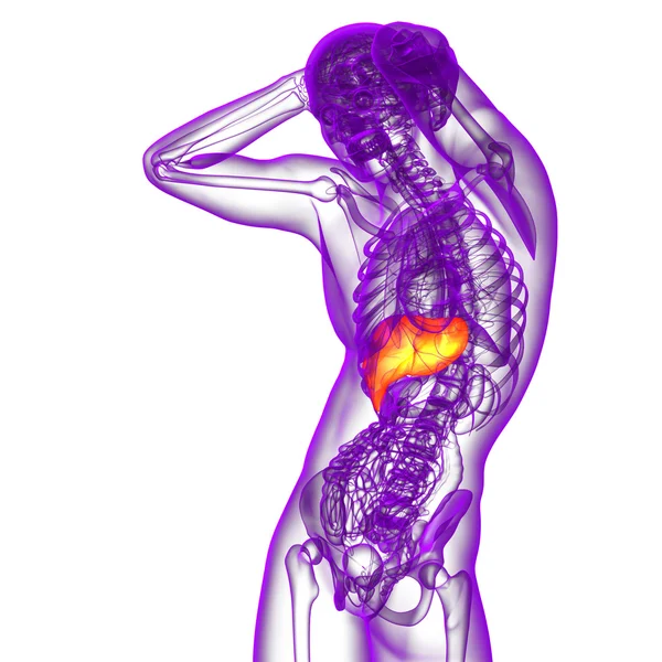 3d візуалізація медичної ілюстрації печінки — стокове фото
